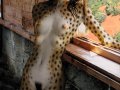 Yiff - Real - Cheetah.jpg